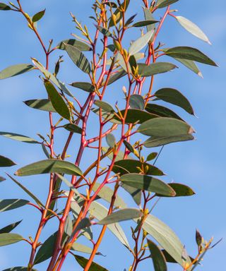 Eucalyptus plant