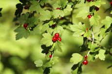 Plant With Red Berries
