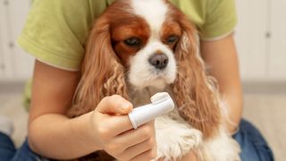 Cavalier King Charles Spaniel sitting on a peron's lap with a finger toothbrush with toothpaste for dogs