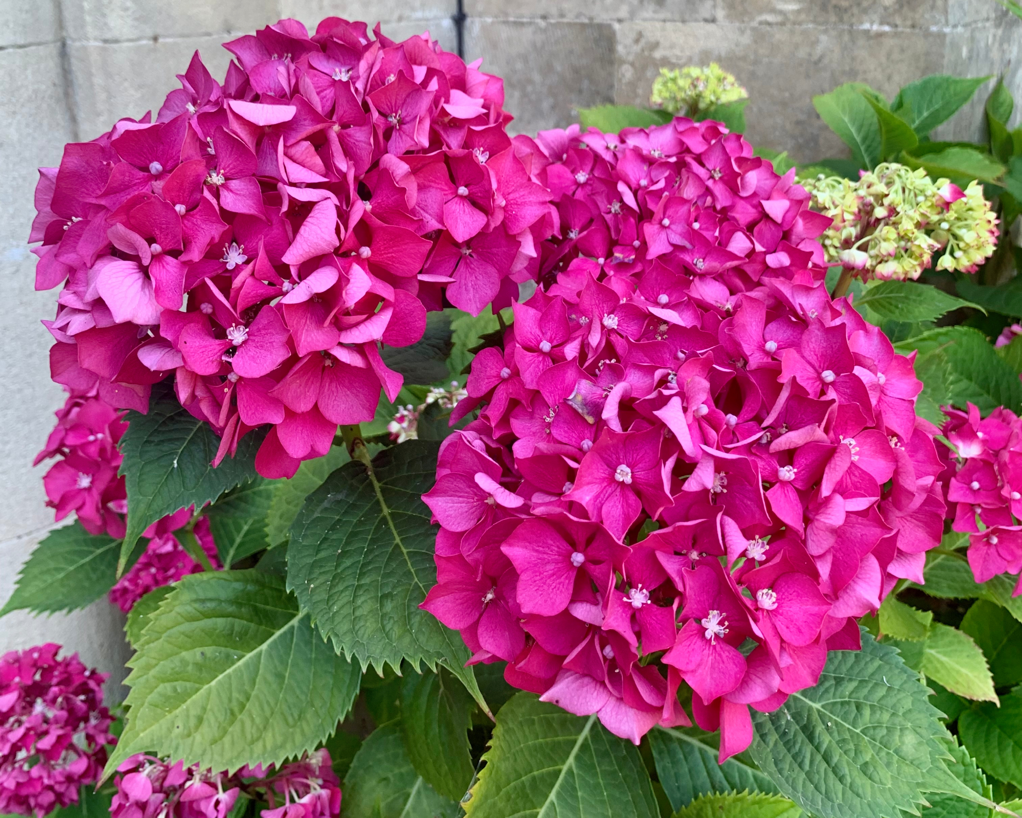 bigleaf hydrangea with raspberry pink flowers