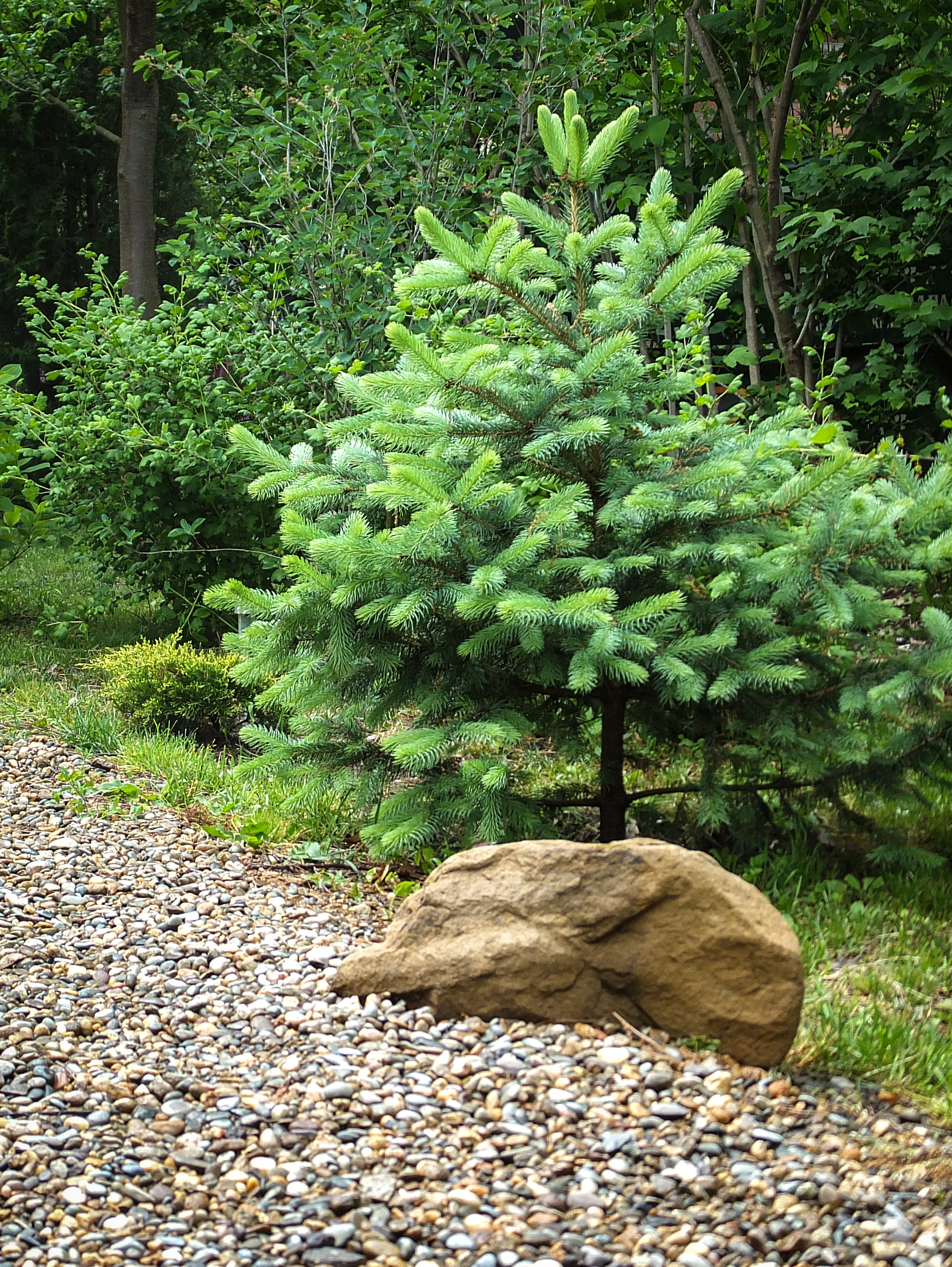 A garden drive with a small fir tree growing behind a rock