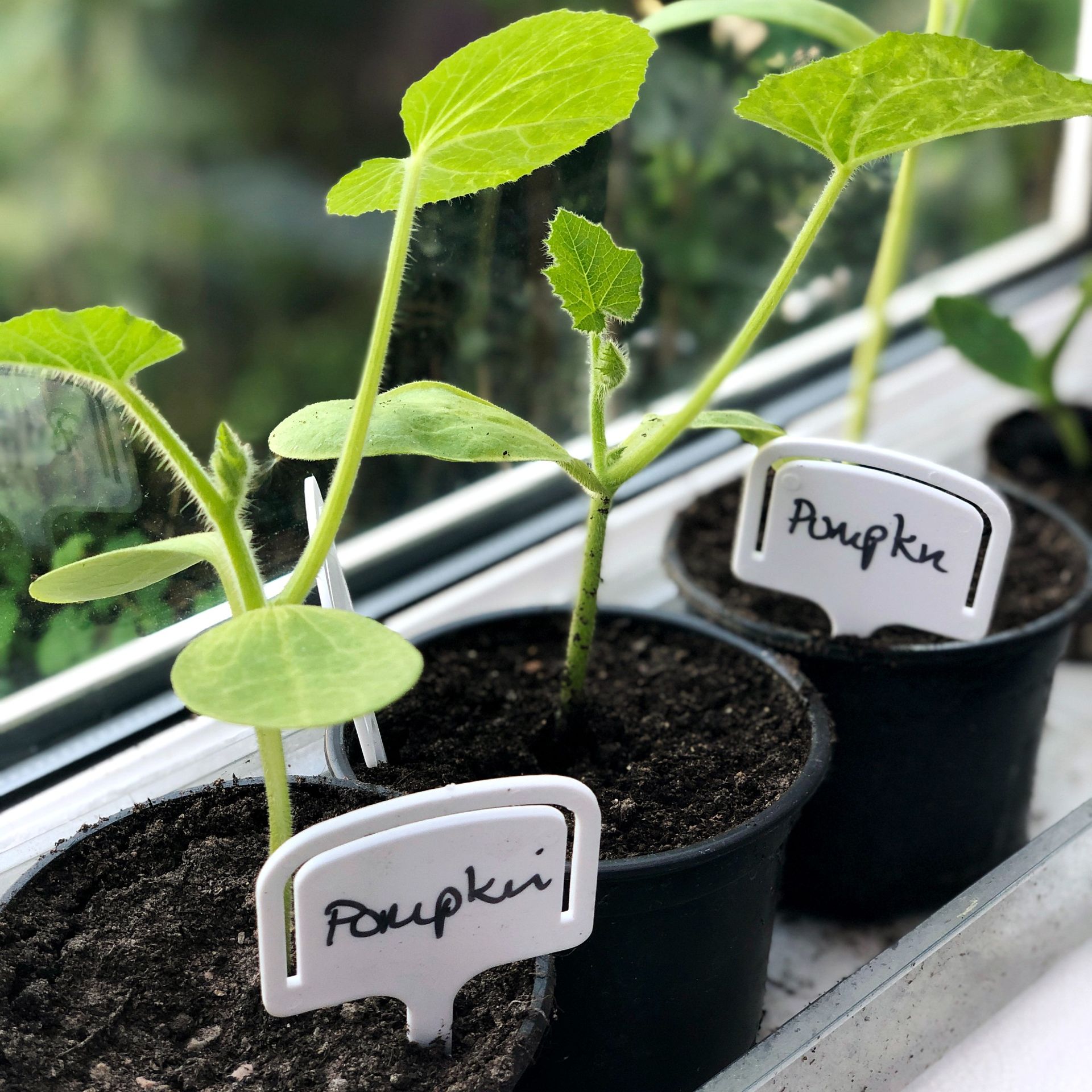 Pumpkin plants growing indoors in pots