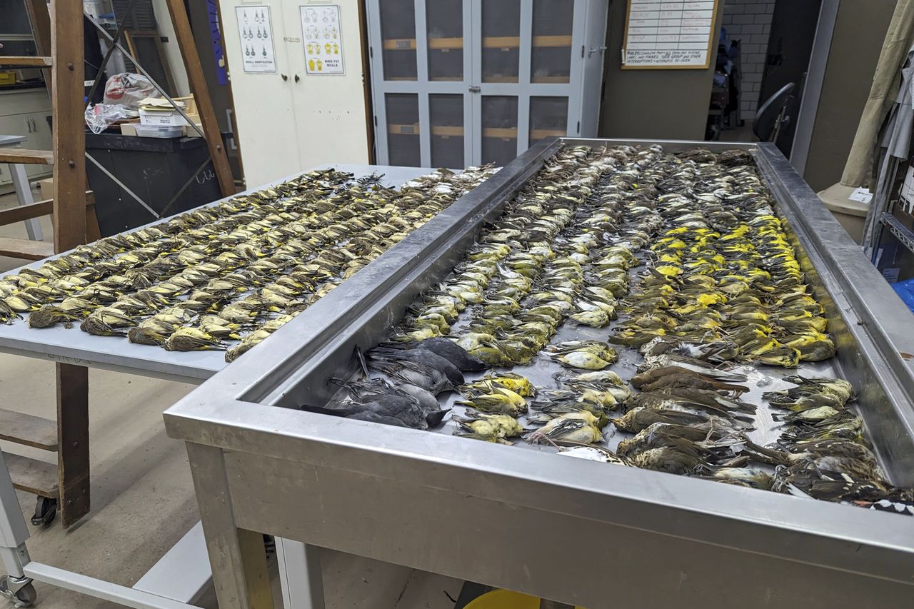 Dead birds that collided with a building in Chicago