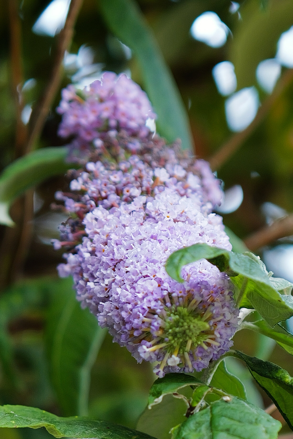 A photo of a flower taken on a Leica Q3 43 camera