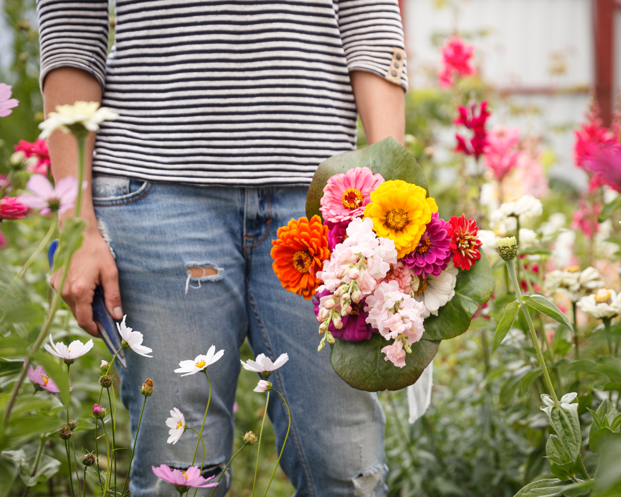 woman wearing jeans and a striped top holding a bunch of zinnia flowers she has just cut from the garden with secateurs