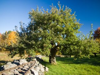 An apple tree next to an old stone wall and ladder