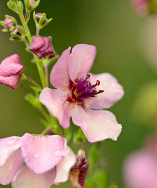 verbascum southern charm pale pink flower