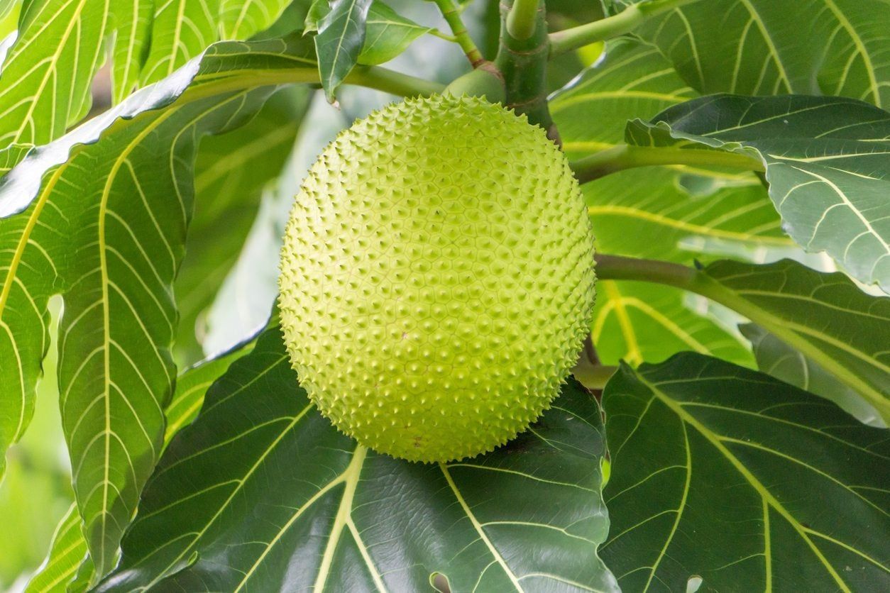 Large Breadfruit Growing On Tree