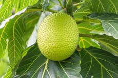 Large Breadfruit Growing On Tree
