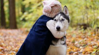 toddler hugging a dog