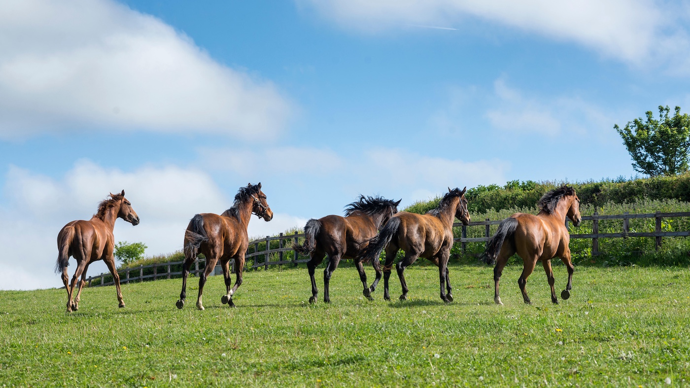 Horses trotting up a field