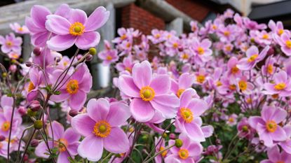 A mass of pink Japanese anemones is flowering outside a home