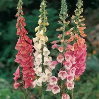 Foxglove 'Excelsior Hybrids' at Thompson &amp; Morgan
