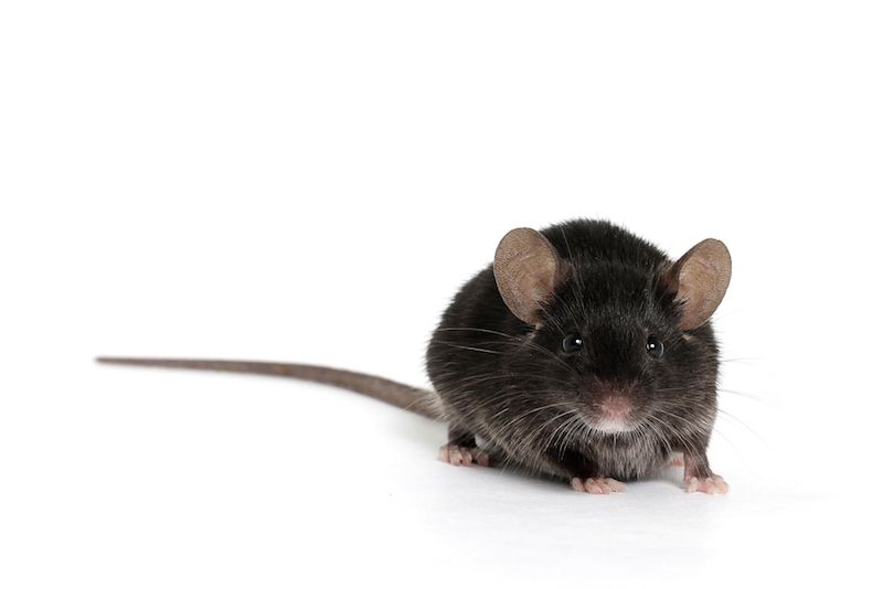 The Amazing Secret To Keep Mice Away - From Anywhere!