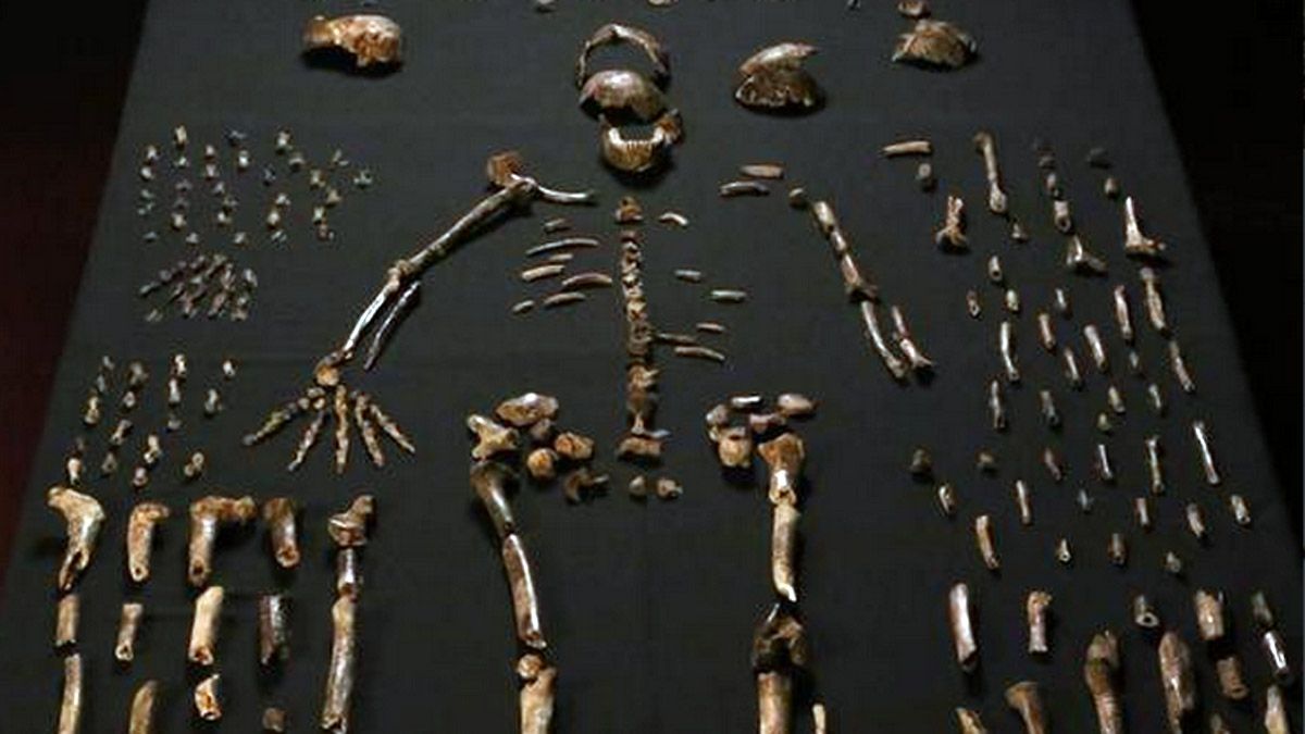 Homo naledi