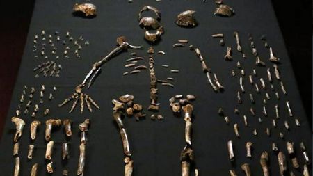 Homo naledi