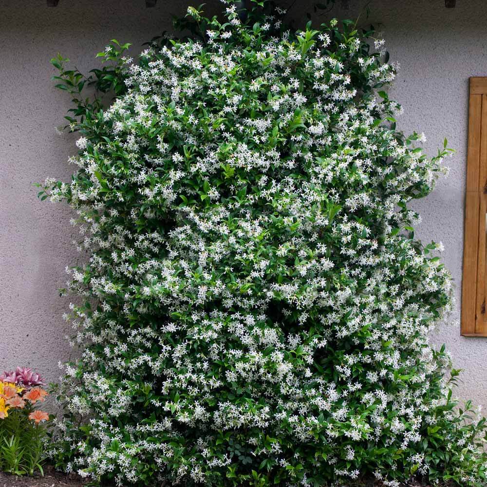 Star Jasmine Shrub