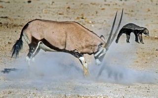 Honey badger fights antelope. 