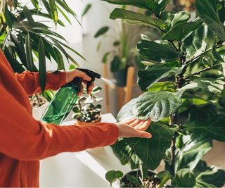 Cleaning houseplants