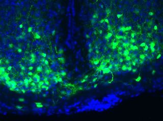 Time-keeping cells in a mouse brain