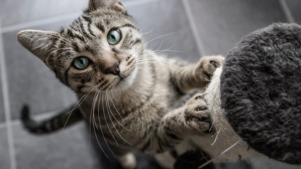 is-it-cruel-to-keep-a-cat-indoors-vet-shares-her-opinion-petsradar