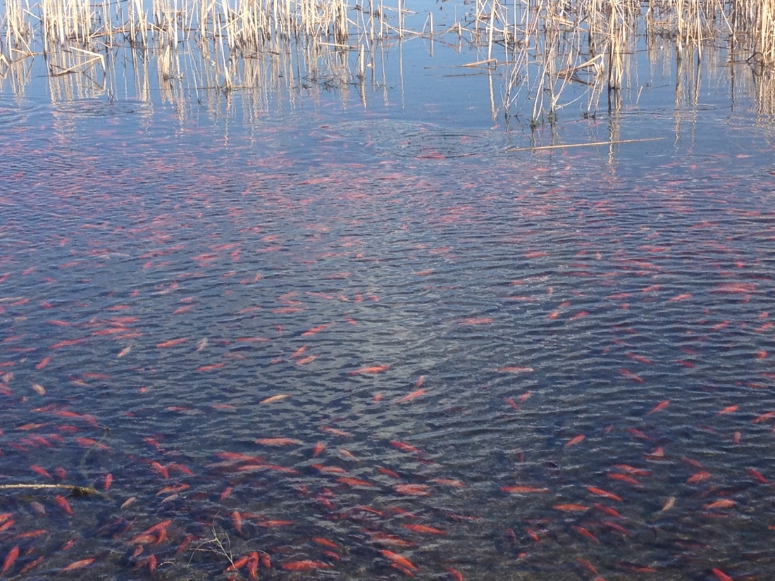 In Photos Thousands Of Goldfish Swarm In Colorado Lake Live Science