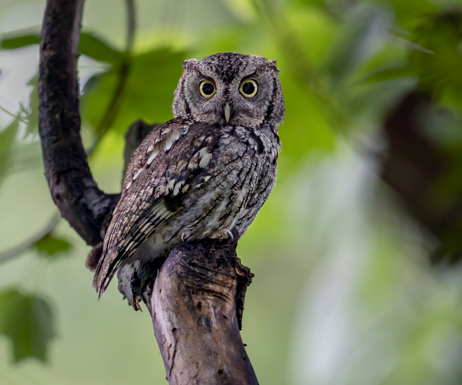 An eastern Screech Owl emerges to a perch to await final nightfall to begin its hunting