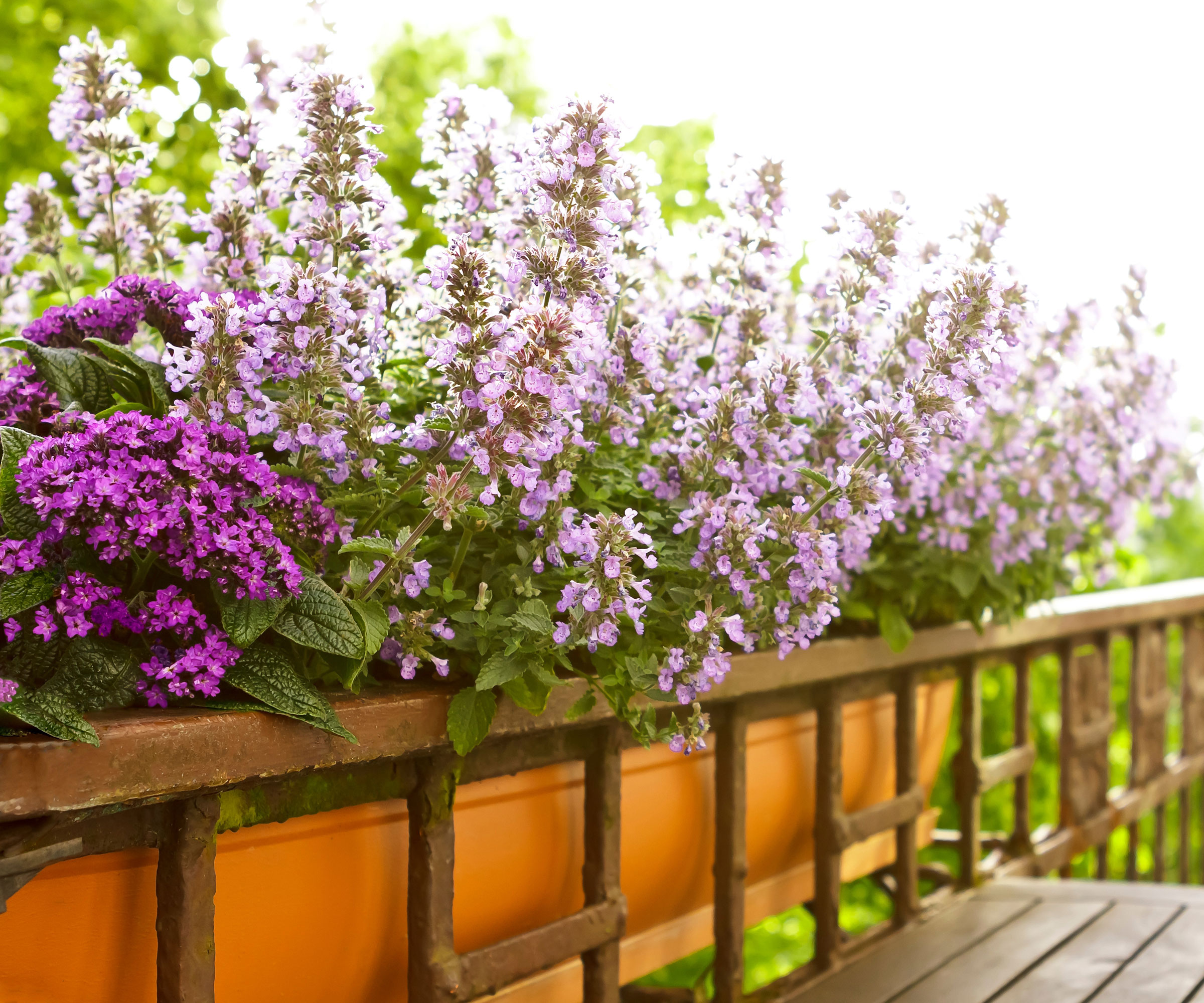 purple plants growing in balcony rail planter