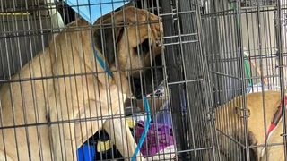 Mastiff rescued from mass breeder