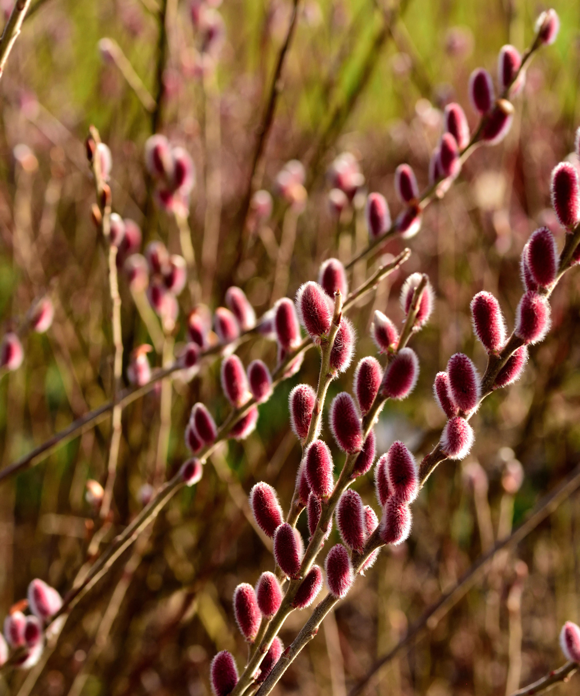 Salix Gracilistyla &amp;lsquo;Mount Aso&amp;rsquo;