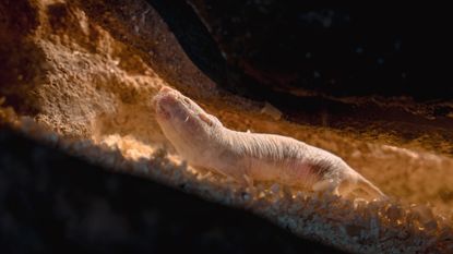 a photo fo a naked mole rat in a tunnel