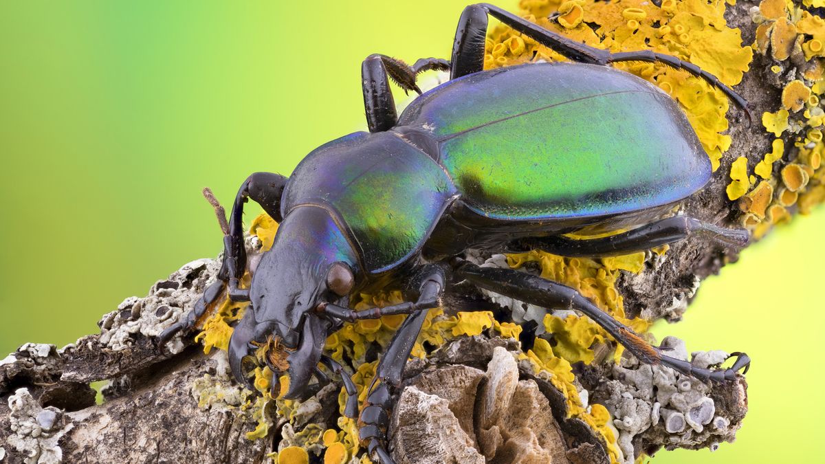 Researchers have documented large population declines in beetles, including carabid beetles, like the one shown here.