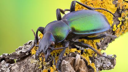 Researchers have documented large population declines in beetles, including carabid beetles, like the one shown here.