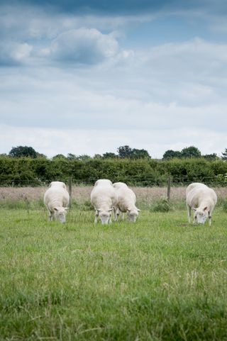 The Nottingham Dollies, grazing together.