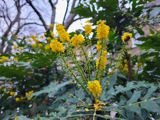 Samsung Galaxy S21 FE camera sample