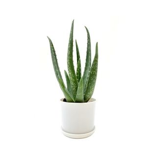 Aloe Vera, Aloe Barbadensis, Succulent, 4” Pot