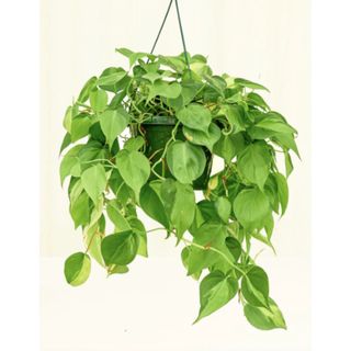 Philodendron plant