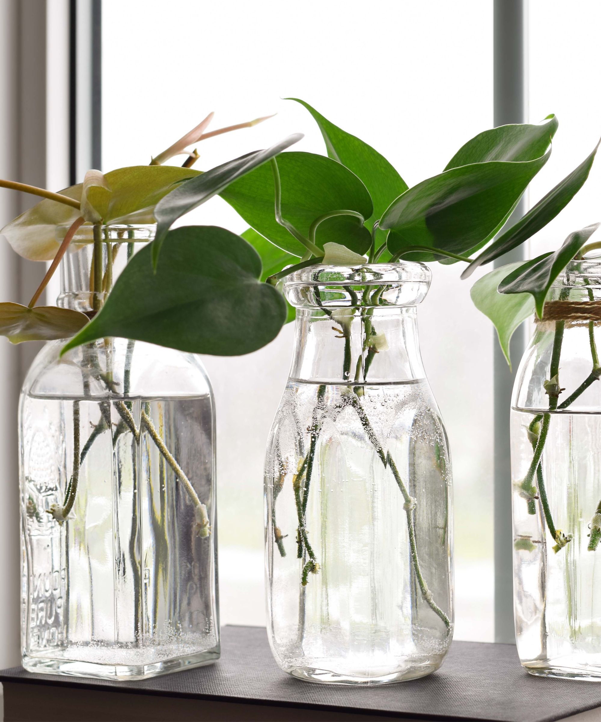 Three glass bottles with plant cuttings