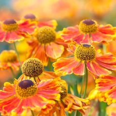 orange sneezeweed helenium flowers with yellow and brown centers