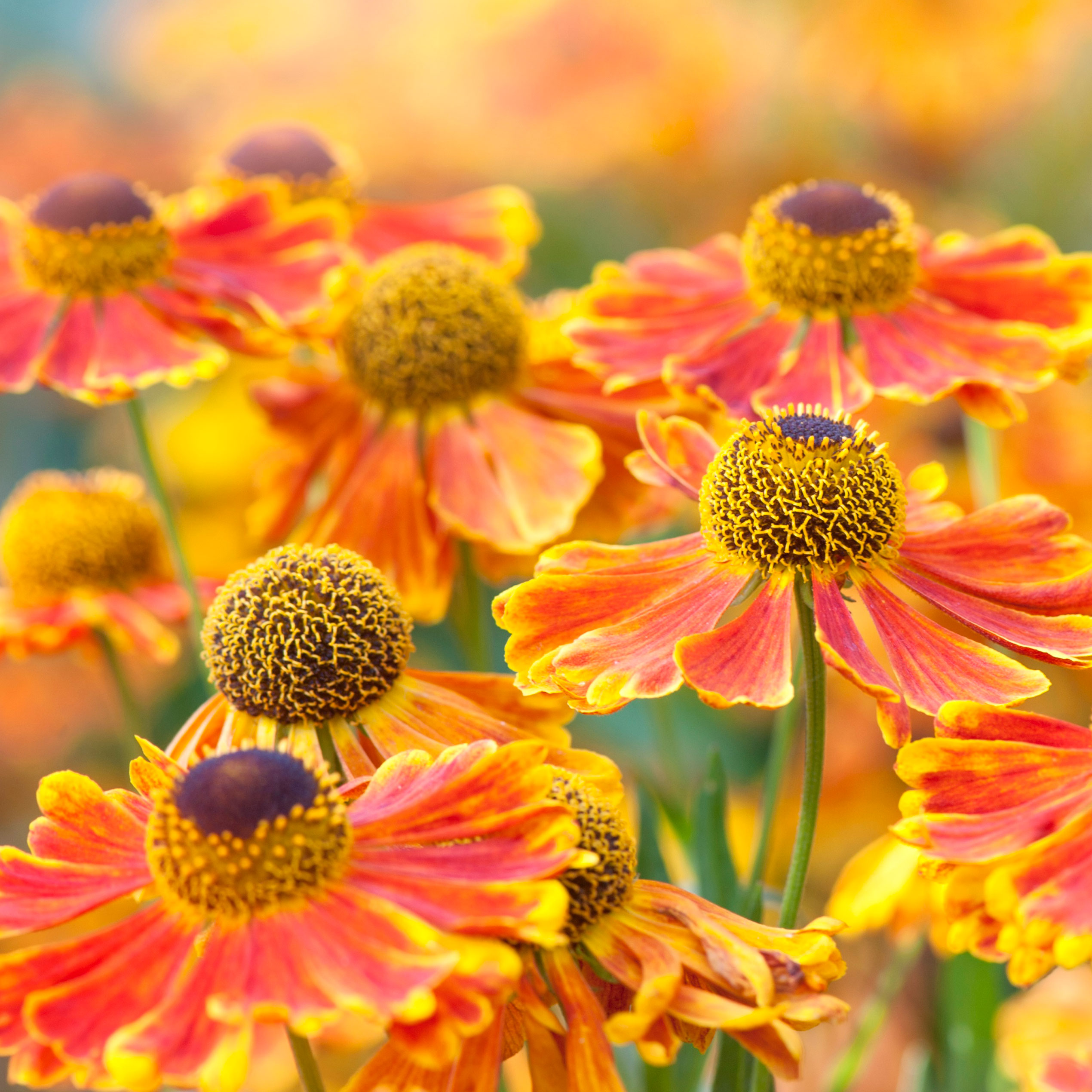 orange sneezeweed helenium flowers with yellow and brown centers