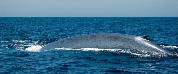 What's the Biggest Animal in the World?