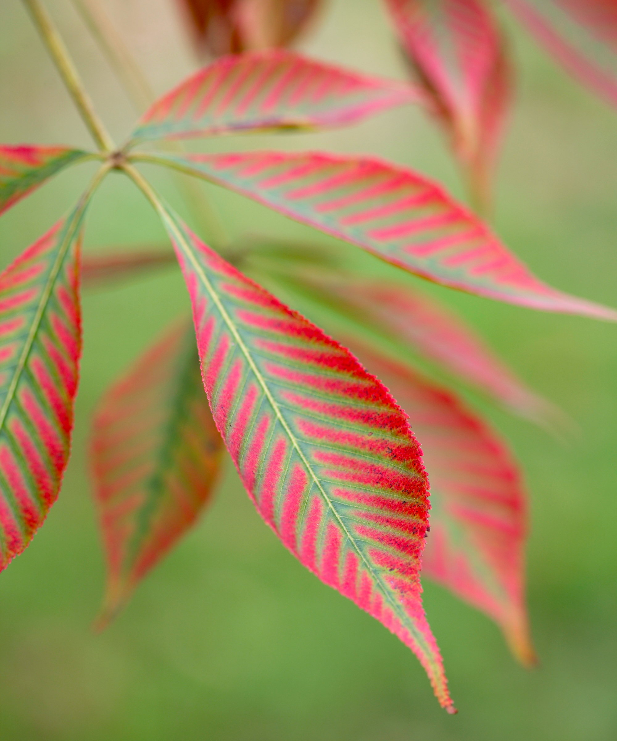 Autumnal leaves, Aesculus glabra H&amp;amp;G 10/2011 pub orig