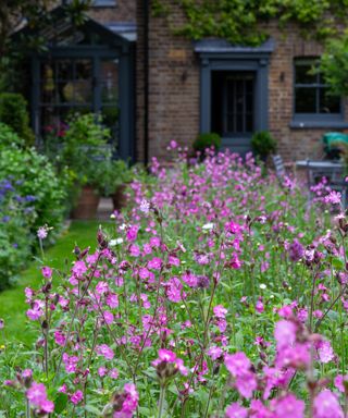 garden border filled with pink flowers