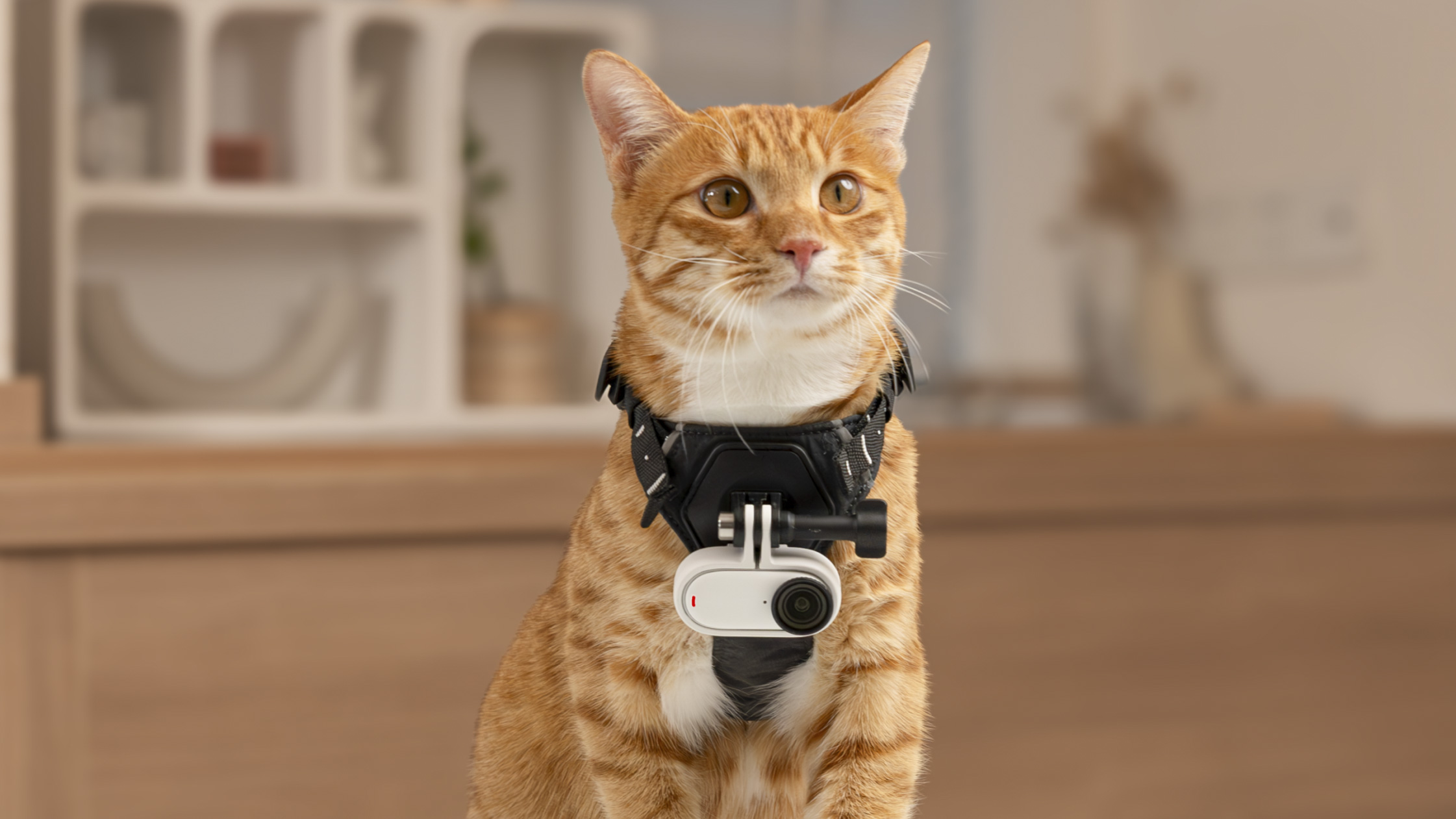 Insta360 Go 3S camera on a cat using pet harness