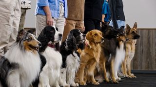 dogs sat in a row in front of their owners