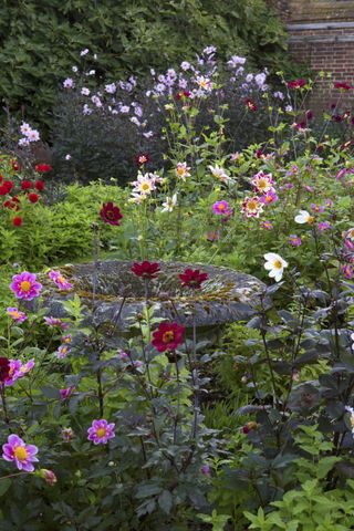 how to grow dahlias shown in a mixed bed