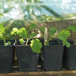 how to grow kale: kale seedlings in a greenhouse