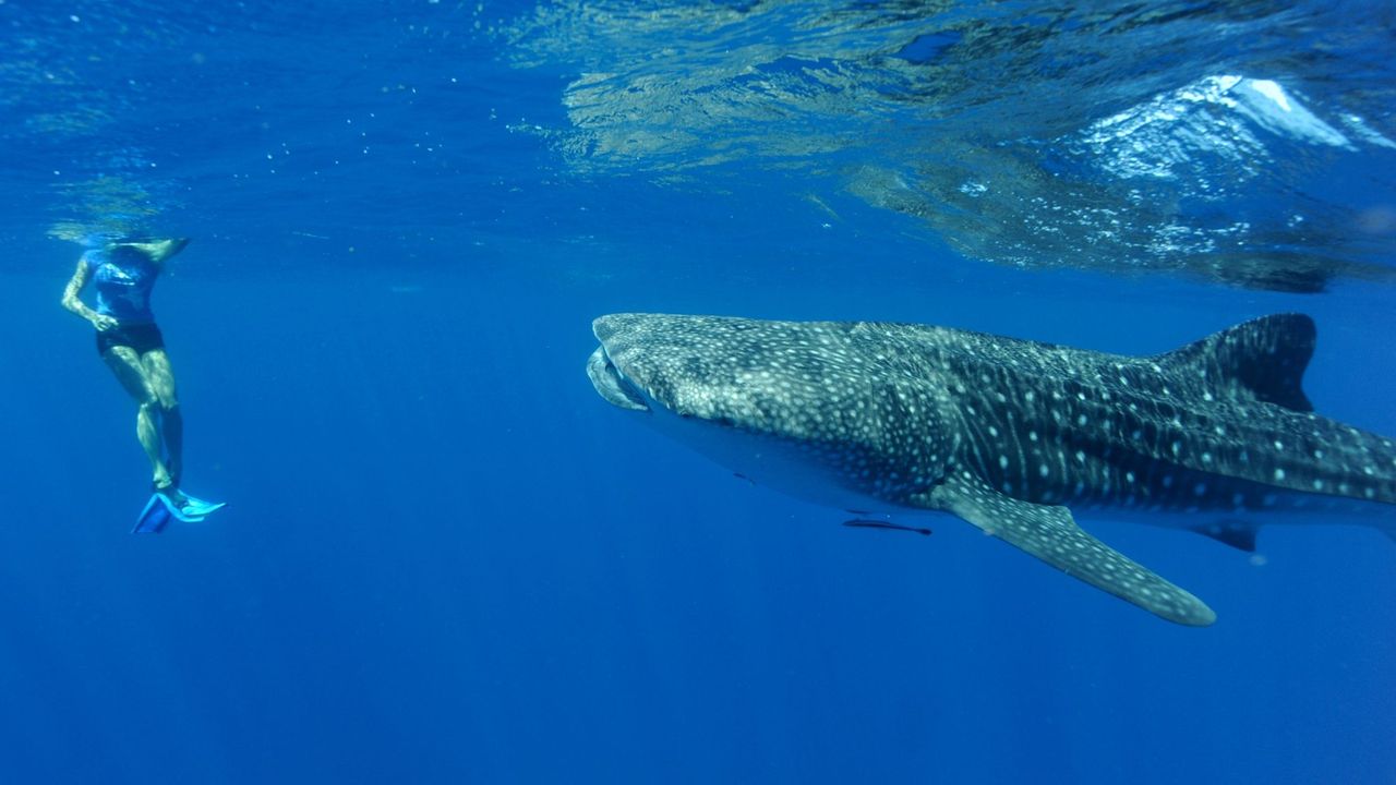 A tourist swims with a whale shark