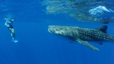 tourist swimming with whale shark