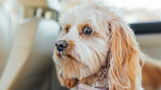 Fluffy dog looks alert with very anxious eyes